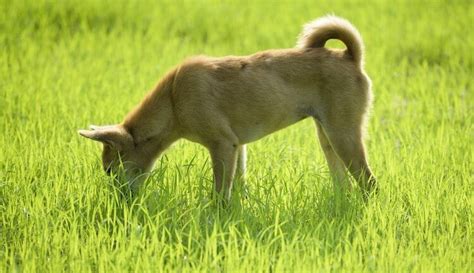 4 Reasons For Why Do Dogs Eat Grass & What To Do About It | All Things Dogs