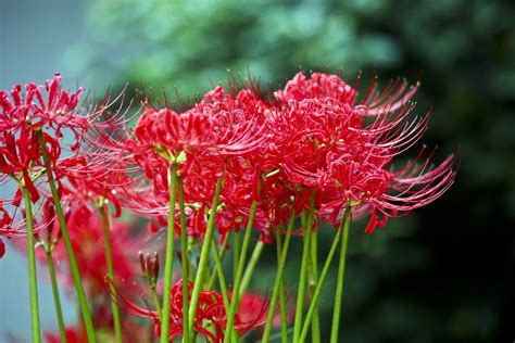 How to Grow and Care for Red Spider Lily