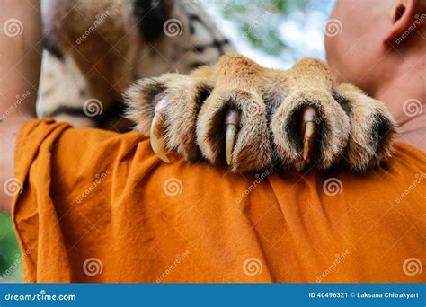 Tiger Claw Stock Photo - Image: 40496321