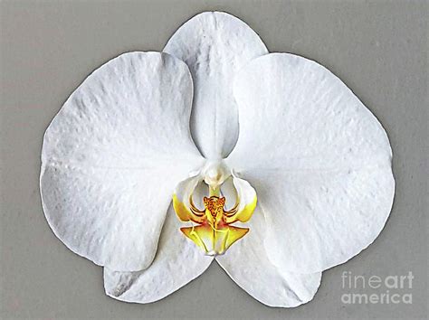 Orchid Flower Close Up Mixed Media by Daniel Janda | Fine Art America