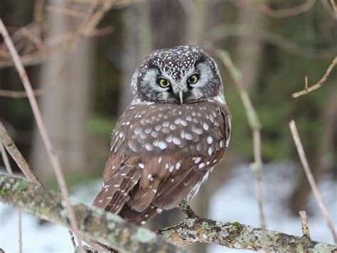 Boreal Owl - Birds and Blooms