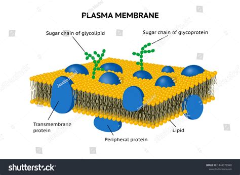 488 Protein Sugar Biology Images, Stock Photos & Vectors | Shutterstock