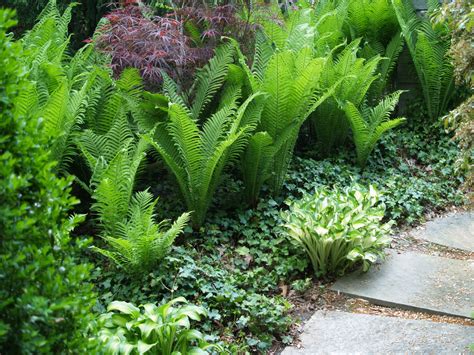 Fern Garden Design Ideas - Image to u