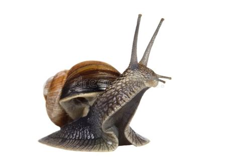 Funny Snail Stock Image - Image: 14738891