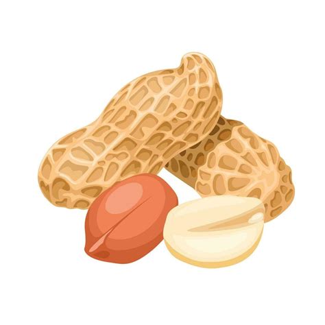 Vector illustration, whole and peeled peanuts, isolated on white ...