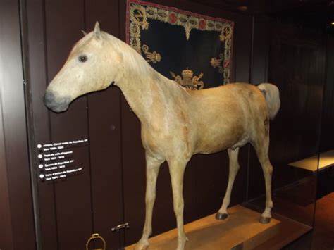 Taxidermists Are Restoring Napoleon's Famous Arabian Stallion, Le Vizir