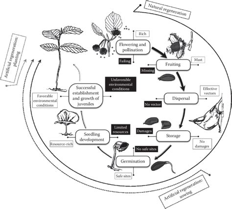 1 The regeneration cycle as a cascade of ecological processes and their ...