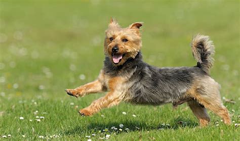 Australian Terrier - (Complete Breed Information)