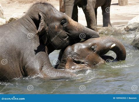 Mating Elephants Royalty Free Stock Photo - Image: 10994355