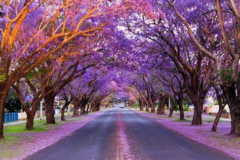 Best places to see Australia’s jacaranda trees this spring | Jacaranda tree, Australian trees ...