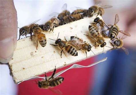 Honeybees, beekeepers battle deadly parasite in Southwest Colorado – The Journal