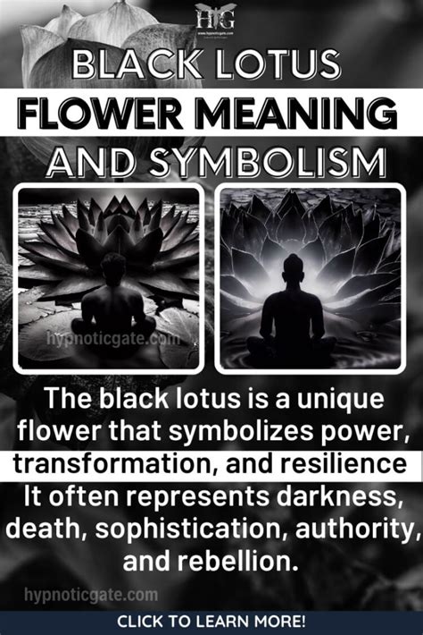 Black Lotus Symbolism in Spiritual Practices | Hypnoticgate