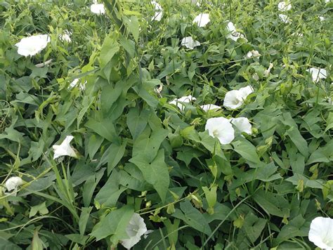 Hedge Bindweed Seed