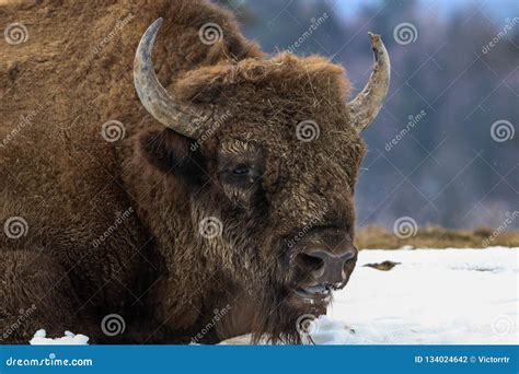 European Bison Bison Bonasus in Natural Habitat in Winter Stock Photo - Image of endangered ...