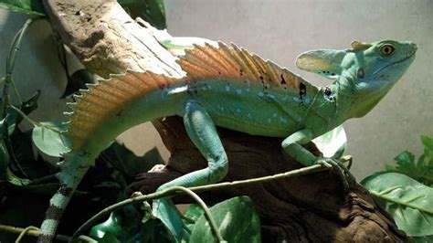 Green Basilisk – Facts, Size, Lifespan, Habitat, and Pictures