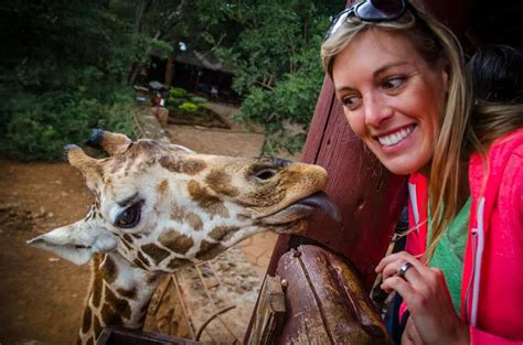 Hand Feeding Giraffes At The Nairobi Giraffe Center