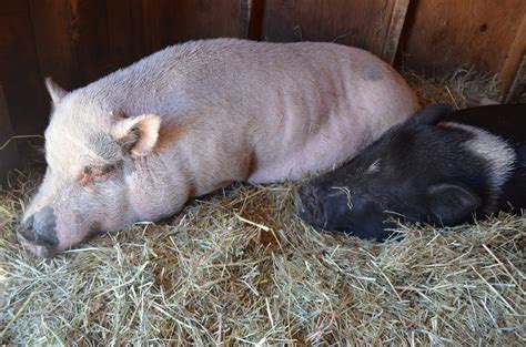 Hampshire Pigs: Everything You Need to Know — J&R Pierce Family Farm