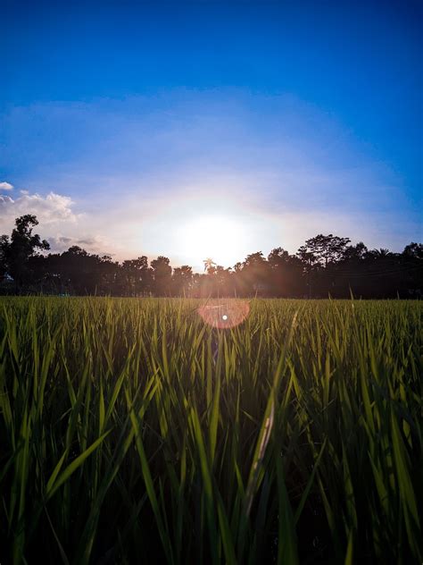 Sunset Grass Meadow - Free photo on Pixabay