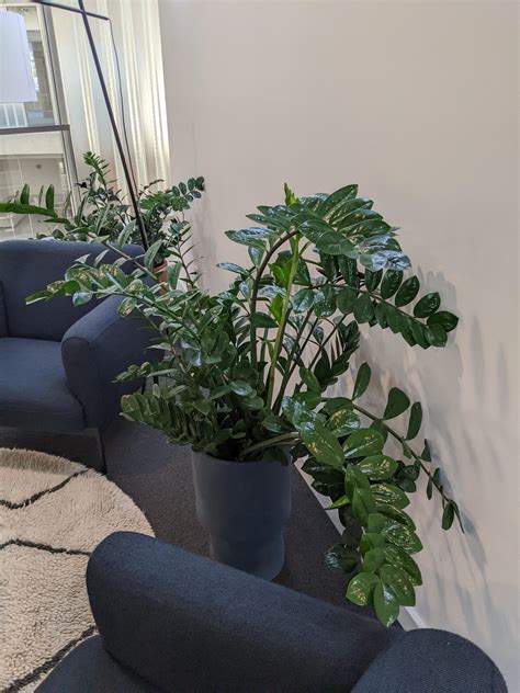 The giant ZZ plant at my office! : r/houseplants