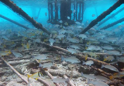 Snorkeling Alligator Reef- See Many Fish Under A Lighthouse