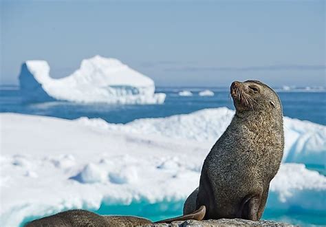 Native Mammals Of Antarctica - WorldAtlas.com