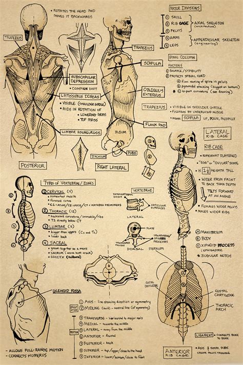 Anatomy Sketchbook on Behance