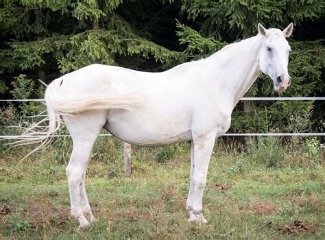 8 Beautiful White Horse Breeds You Should Know | Strathorn Farm Stables