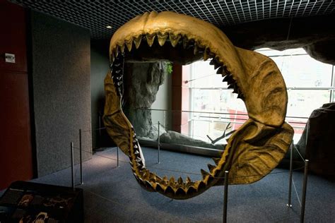 10 Killer Megalodon Shark Facts - FossilEra.com