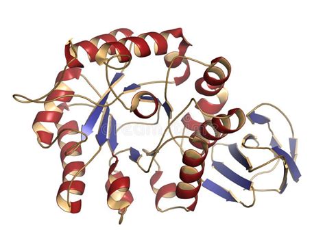 Alpha-galactosidase (Agalsidase) Enzyme. Stock Illustration - Illustration of disease, protein ...