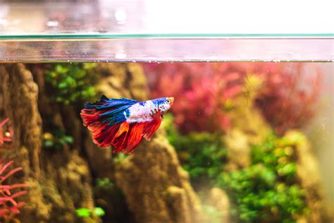 Keeping Bettas: How to Care for a Betta Fish — Buce Plant