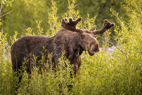 Grand Tetons Moose ‹ Dave Wilson Photography