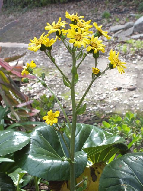 Photo of the bloom of Giant Leopard Plant (Farfugium japonicum var. giganteum) posted by ...