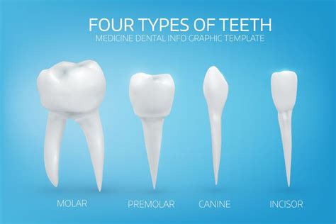 Different Types Of Front Teeth