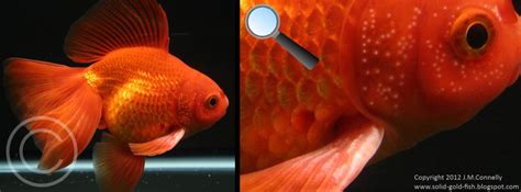 Identifying the Gender of Goldfish - Keeping Fish