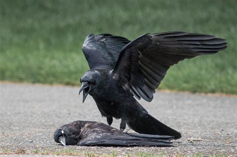 Video: Why do the Crows establish funerals marked by loud and loud noises?