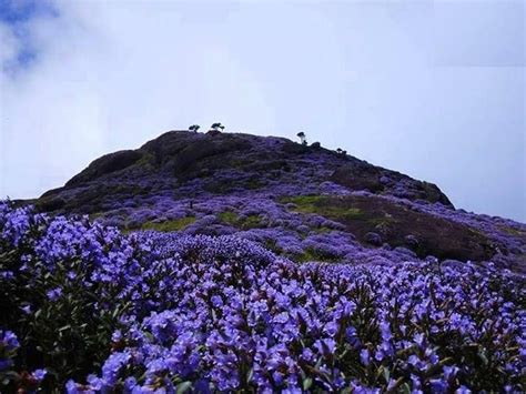 Neelakurinji Flowering Season-When Munnar Blooms Blue | Munnar Insider ...