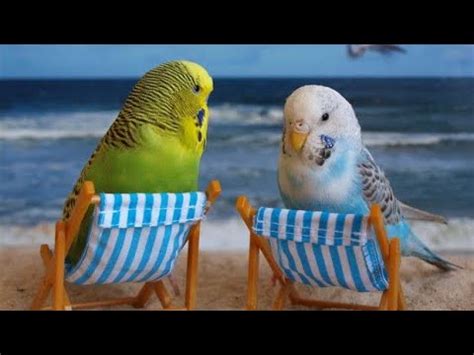 Budgie cute and funny compilation | Talking birds - YouTube