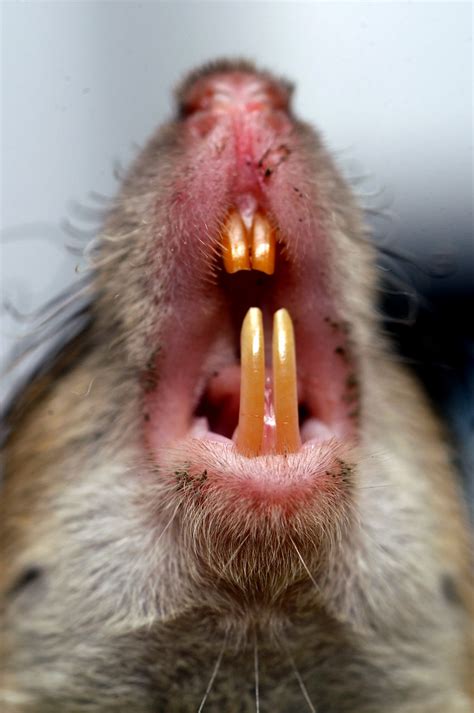 Head of a field rat showing its teeth | Rodent outbreaks hav… | Flickr