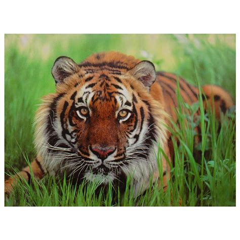Oriental Furniture 24 in. x 32 in. "Crouching Tiger" Canvas Wall Art-CV-ART-TIGER - The Home Depot