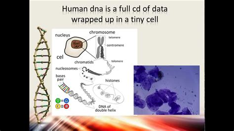 Dna chimpanzee vs human - rodenstellar