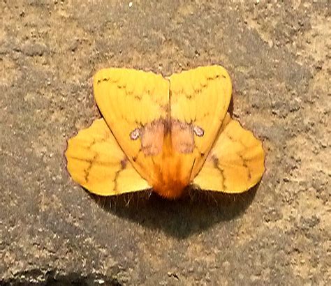 Flickriver: Photoset 'Moths of Nepal' by gailhampshire