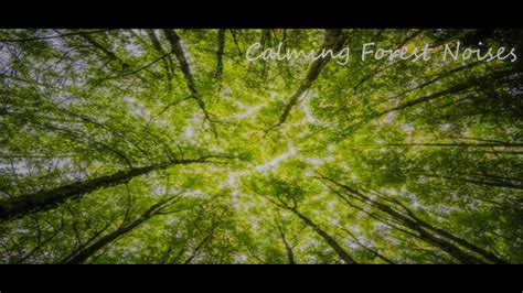 Calming Forest Noises For 1H - YouTube