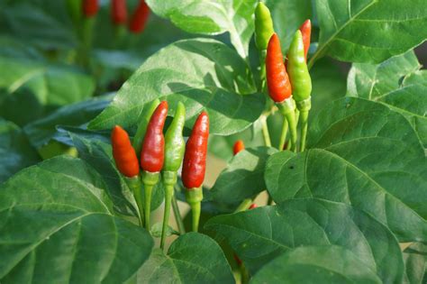 How to Grow and Care for Thai Pepper Plant