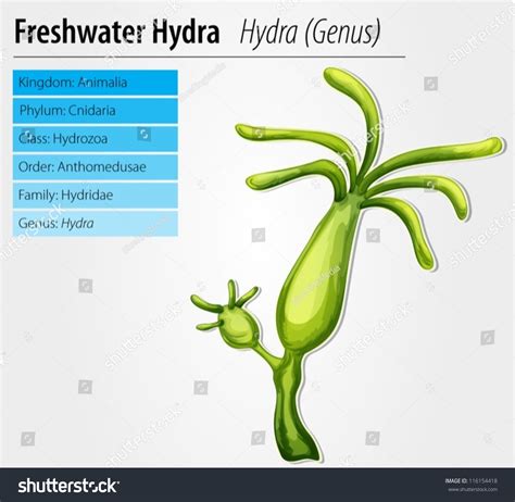 Freshwater Hydra - Hydra Genus Stock Vector Illustration 116154418 : Shutterstock