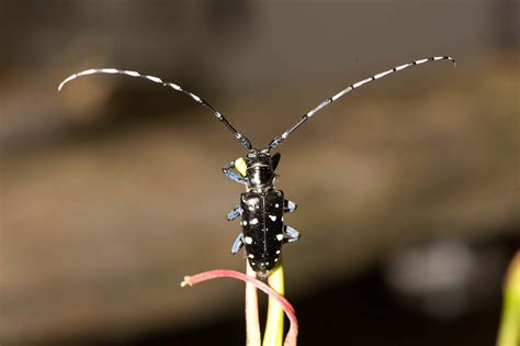 Asian longhorned beetle | Description, Impacts, & Control | Britannica