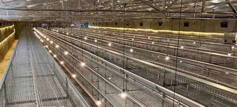 The Battery Cage System In Poultry: Advantages, Disadvantages, and Alternatives