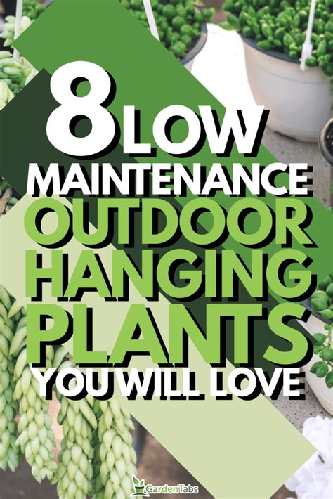 8 Low Maintenance Outdoor Hanging Plants You Will Love