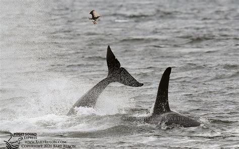 Killer Whales Playing Football with their Food | Puget Sound Express