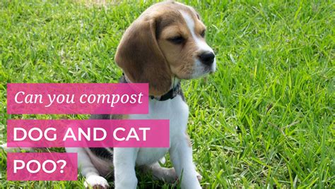 Can you compost dog and cat poo? – Love of Dirt