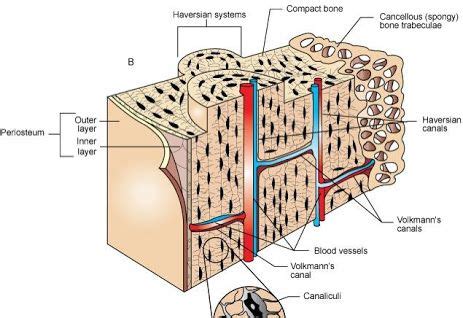 volkmann canal - ค้นหาด้วย Google | Basic anatomy and physiology, Human ...